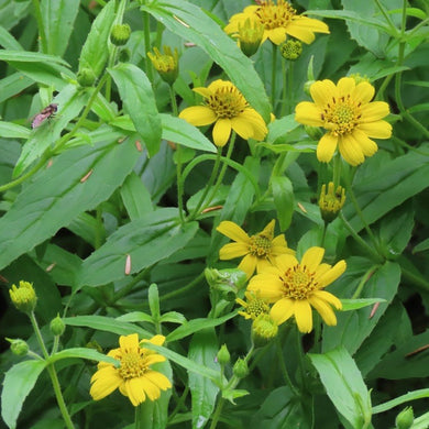Lance-shaped leaves and bright yellow disk flowers of streambank arnica (Arnica amplexicaulis). One of the 150+ species of Pacific Northwest native plants available through Sparrowhawk Native Plants in Portland Oregon. 