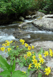 Bright yellow flowering streambank arnica (Arnica amplexicaulis) in it's wild, streamside habitat. One of the 150+ species of Pacific Northwest native plants available through Sparrowhawk Native Plants in Portland Oregon. 