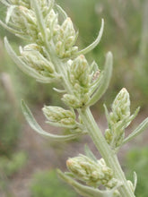 Load image into Gallery viewer, Close-up of dusty green buds of Douglas&#39; sagewort (Artemisia douglasiana). One of 150+ species of Pacific Northwest native plants available at Sparrowhawk Native Plants, Native Plant Nursery in Portland, Oregon.