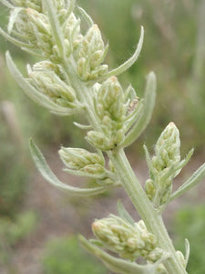 Close-up of dusty green buds of Douglas' sagewort (Artemisia douglasiana). One of 150+ species of Pacific Northwest native plants available at Sparrowhawk Native Plants, Native Plant Nursery in Portland, Oregon.