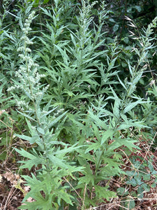 A small population of Douglas' sagewort (Artemisia douglasiana) plants in the habitat garden. One of approximately 200 species of Pacific Northwest native plants available at Sparrowhawk Native Plants, Native Plant Nursery in Portland, Oregon.