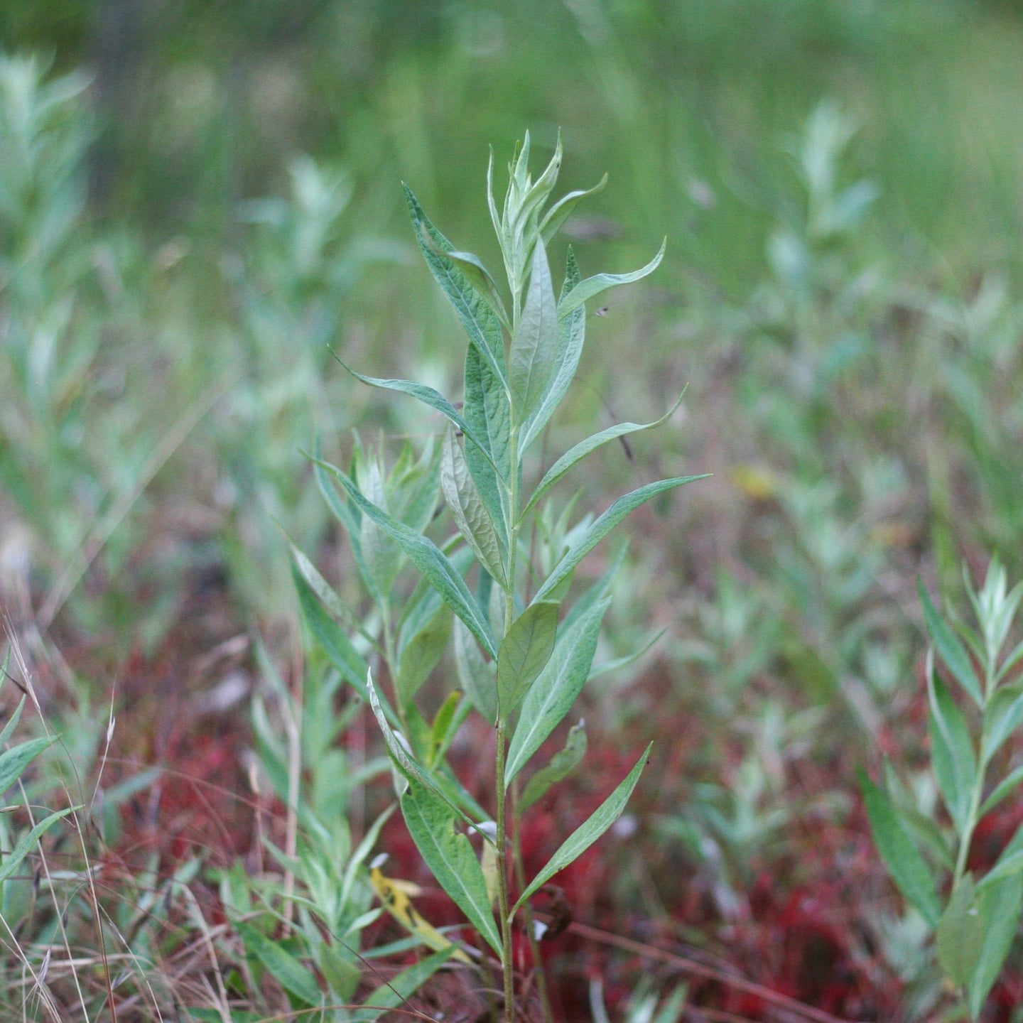 A young Douglas' sagewort (Artemisia douglasiana) plant. One of approximately 200 species of Pacific Northwest native plants available at Sparrowhawk Native Plants, Native Plant Nursery in Portland, Oregon.