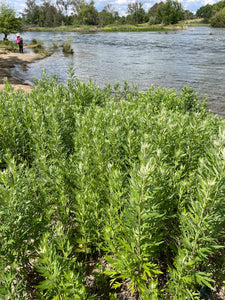 A large, wild population of Douglas' sagewort (Artemisia douglasiana), in it's natural habitat. One of 150+ species of Pacific Northwest native plants available at Sparrowhawk Native Plants, Native Plant Nursery in Portland, Oregon.