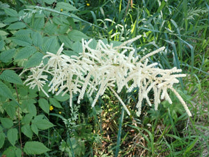 A raceme of white goatsbeard flowers (Aruncus dioicus var. acuminatus). Another stunning Pacific Northwest native plant available at Sparrowhawk Native Plants Nursery in Portland, Oregon.