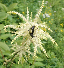 Load image into Gallery viewer, Close-up of a large insect visiting the flowers of goatsbeard (Aruncus dioicus var. acuminatus). One of approximately 200 species of Pacific Northwest native plants available at Sparrowhawk Native Plants Nursery in Portland, Oregon.