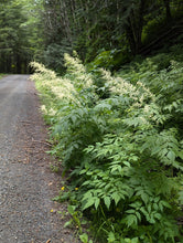 Load image into Gallery viewer, A population of flowering goatsbeard (Aruncus dioicus var. acuminatus) growing in the wild, along a roadside. Another stunning Pacific Northwest native plant available at Sparrowhawk Native Plants Nursery in Portland, Oregon.