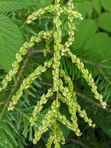 Close-up of goatsbeard seeds (Aruncus dioicus var. acuminatus). Another stunning Pacific Northwest native plant available at Sparrowhawk Native Plants Nursery in Portland, Oregon.