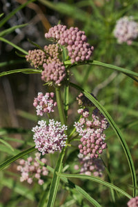 Oregon wildflower Narrowleaf Milkweed (Asclepias fascicularis). Available at Sparrowhawk Native Plants Nursery in Portland, Oregon.
