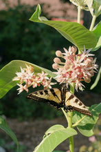 Load image into Gallery viewer, A swallowtail butterfly visits the flower of showy milkweed (Asclepias speciosa). One of approximately 200 species of Pacific Northwest native plants available at Sparrowhawk Native Plants, Native Plant Nursery in Portland, Oregon.
