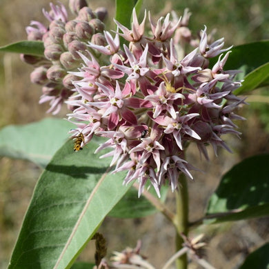 Close up of showy milkweed flower cluster (Asclepias speciosa) with spider and other insect visitors. One of approximately 200 species of Pacific Northwest native plants available at Sparrowhawk Native Plants, Native Plant Nursery in Portland, Oregon.