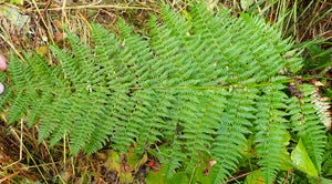 Lady Fern (Athyrium filix-femina) frond. One of approximately 200 species of Pacific Northwest native plants available at Sparrowhawk Native Plants nursery in Portland, Oregon.