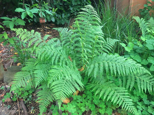 Mature growth habit of lady fern (Athyrium filix-femina) in a shady raingarden. One of approximately 200 species of Pacific Northwest native plants available at Sparrowhawk Native Plants nursery in Portland, Oregon.