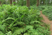 Load image into Gallery viewer, Lady fern (Athyrium filix-femina) in its natural habitat in the Pacific Northwest. One of approximately 200 species of native plants available at Sparrowhawk Native Plants nursery in Portland, Oregon.