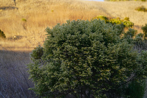 Coyote bush (Baccharis pilularis) in the wild. One of the 150+ species of Pacific Northwest native plants available at Sparrowhawk Native Plants Nursery in Portland, Oregon.