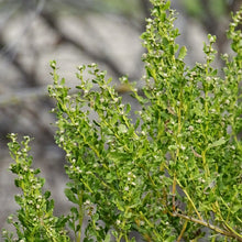 Load image into Gallery viewer, An up close look at the bright green foliage of coyote bush flower (Baccharis pilularis). One of the 150+ species of Pacific Northwest native plants available at Sparrowhawk Native Plants Nursery in Portland, Oregon.