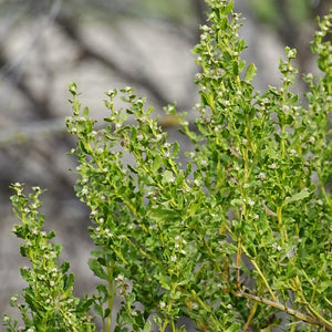 An up close look at the bright green foliage of coyote bush flower (Baccharis pilularis). One of the 150+ species of Pacific Northwest native plants available at Sparrowhawk Native Plants Nursery in Portland, Oregon.