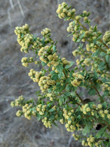 Close-up of coyote bush's late season flowers (Baccharis pilularis). One of the 150+ species of Pacific Northwest native plants available at Sparrowhawk Native Plants Nursery in Portland, Oregon.