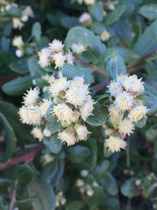 Close-up of coyote bush's late season flowers (Baccharis pilularis). One of the 150+ species of Pacific Northwest native plants available at Sparrowhawk Native Plants Nursery in Portland, Oregon.