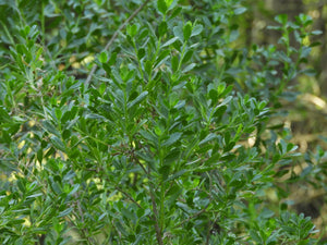 An up close look at the bright green foliage of coyote bush flower (Baccharis pilularis). One of the 150+ species of Pacific Northwest native plants available at Sparrowhawk Native Plants Nursery in Portland, Oregon.