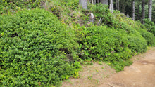 Load image into Gallery viewer, Coyote bush (Baccharis pilularis) lines the side of a dirt forest road. One of the 150+ species of Pacific Northwest native plants available at Sparrowhawk Native Plants Nursery in Portland, Oregon.