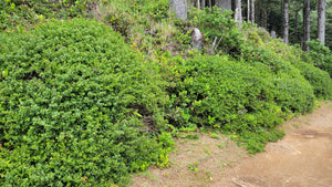 Coyote bush (Baccharis pilularis) lines the side of a dirt forest road. One of the 150+ species of Pacific Northwest native plants available at Sparrowhawk Native Plants Nursery in Portland, Oregon.