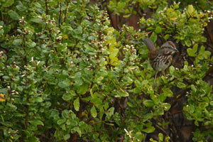 A sparrow visit coyote bush (Baccharis pilularis). One of the 150+ species of Pacific Northwest native plants available at Sparrowhawk Native Plants Nursery in Portland, Oregon.