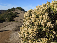 Load image into Gallery viewer, A side look of coyote bush (Baccharis pilularis) in the wild, covered in seed heads. One of the 150+ species of Pacific Northwest native plants available at Sparrowhawk Native Plants Nursery in Portland, Oregon.