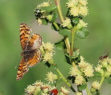 Load image into Gallery viewer, Four different types of insects are enjoying this coyote bush (Baccharis pilularis). One of the 150+ species of Pacific Northwest native plants available at Sparrowhawk Native Plants Nursery in Portland, Oregon.