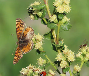 Four different types of insects are enjoying this coyote bush (Baccharis pilularis). One of the 150+ species of Pacific Northwest native plants available at Sparrowhawk Native Plants Nursery in Portland, Oregon.