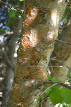 Load image into Gallery viewer, Close-up of the peeling bark on water birch (Betula occidentalis). One of 100+ species of Pacific Northwest native plants available at Sparrowhawk Native Plants, Native Plant Nursery in Portland, Oregon.