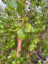 Load image into Gallery viewer, Close-up of the leaves and catkins on water birch (Betula occidentalis). One of 100+ species of Pacific Northwest native plants available at Sparrowhawk Native Plants, Native Plant Nursery in Portland, Oregon.
