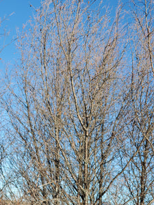 Dormant form of water birch (Betula occidentalis) tree canopy in winter. One of 100+ species of Pacific Northwest native plants available at Sparrowhawk Native Plants, Native Plant Nursery in Portland, Oregon.
