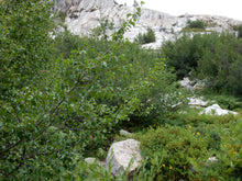 Load image into Gallery viewer, Along left side of photo, half of the summer form of water birch (Betula occidentalis) in its native habitat. One of 100+ species of Pacific Northwest native plants available at Sparrowhawk Native Plants, Native Plant Nursery in Portland, Oregon.