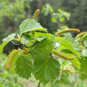 Close-up of the leaves and catkins on water birch (Betula occidentalis). One of 100+ species of Pacific Northwest native plants available at Sparrowhawk Native Plants, Native Plant Nursery in Portland, Oregon.