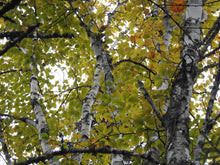 Load image into Gallery viewer, Paper Birch