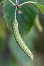 Load image into Gallery viewer, Close up of a paper birch catkin (Betula papyrifera). One of approximately 200 species of Pacific Northwest native trees, shrubs and herbaceous plants available at Sparrowhawk Native Plants, native plant nursery in Portland, Oregon