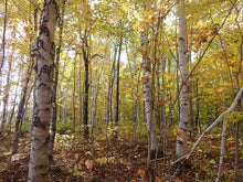 Load image into Gallery viewer, A population of paper birch trees (Betula papyrifera) in fall. One of approximately 200 species of Pacific Northwest native trees, shrubs and herbaceous plants available at Sparrowhawk Native Plants, native plant nursery in Portland, Oregon