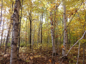 A population of paper birch trees (Betula papyrifera) in fall. One of approximately 200 species of Pacific Northwest native trees, shrubs and herbaceous plants available at Sparrowhawk Native Plants, native plant nursery in Portland, Oregon