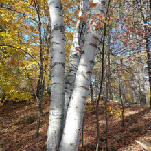 Load image into Gallery viewer, White peeling bark on the trunk of a paper birch tree (Betula papyrifera) in fall. One of approximately 200 species of Pacific Northwest native trees, shrubs and herbaceous plants available at Sparrowhawk Native Plants, native plant nursery in Portland, Oregon