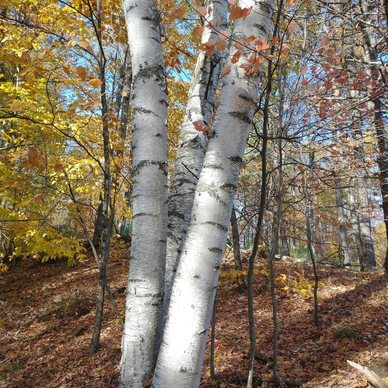 White peeling bark on the trunk of a paper birch tree (Betula papyrifera) in fall. One of approximately 200 species of Pacific Northwest native trees, shrubs and herbaceous plants available at Sparrowhawk Native Plants, native plant nursery in Portland, Oregon