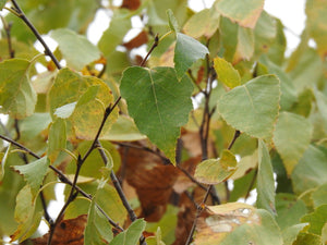 Close up of the green leaves of a paper birch tree (Betula papyrifera). One of approximately 200 species of Pacific Northwest native trees, shrubs and herbaceous plants available at Sparrowhawk Native Plants, native plant nursery in Portland, Oregon