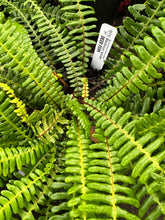 Load image into Gallery viewer, Example one gallon pot of deer fern (Blechnum spicant) at a Sparrowhawk pop-up. One of the 150+ species of Pacific Northwest native plants available from Sparrowhawk Native Plants, Portland, Oregon.