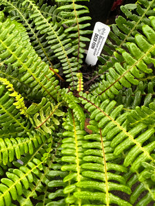 Example one gallon pot of deer fern (Blechnum spicant) at a Sparrowhawk pop-up. One of the 150+ species of Pacific Northwest native plants available from Sparrowhawk Native Plants, Portland, Oregon.