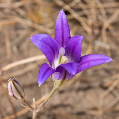 Close up of a purple bloom of harvest brodiaea (Brodiaea elegans). One of approximately 200 species of Pacific Northwest native plants available through Sparrowhawk Native Plants in Portland, Oregon