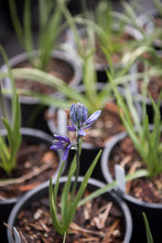 Load image into Gallery viewer, One gallon pots of flowering common camas (Camassia quamash) in April. Another stunning Pacific Northwest native plant available at Sparrowhawk Native Plants Nursery in Portland, Oregon.