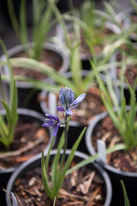 One gallon pots of flowering common camas (Camassia quamash) in April. Another stunning Pacific Northwest native plant available at Sparrowhawk Native Plants Nursery in Portland, Oregon.