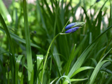 Load image into Gallery viewer, Delicate bud of purple flowering camas (Camassia quamash) in April. Another stunning Pacific Northwest native plant available at Sparrowhawk Native Plants Nursery in Portland, Oregon.