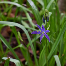 Load image into Gallery viewer, Close-up flower of common camas (Camassia quamash). Another stunning Pacific Northwest native plant available at Sparrowhawk Native Plants Nursery in Portland, Oregon.