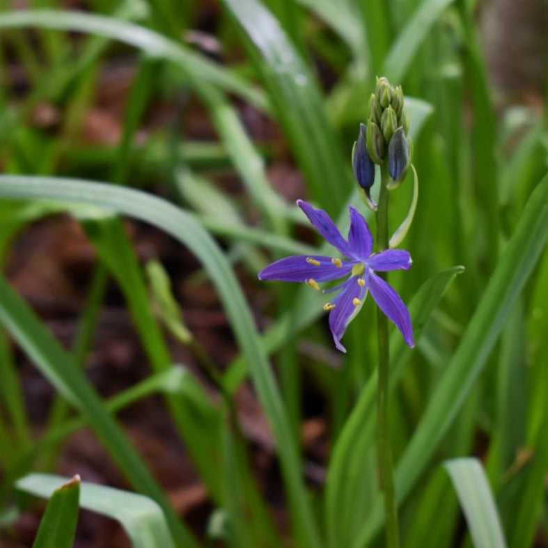 Common Camas  Sparrowhawk Native Plants