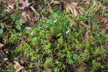 Load image into Gallery viewer, A small population of budding Nuttle&#39;s Toothwort (Cardamine nuttallii) grows on the mossy forest floor. One of 100+ species of Pacific Northwest native plants available at Sparrowhawk Native Plants, Native Plant Nursery in Portland, Oregon.